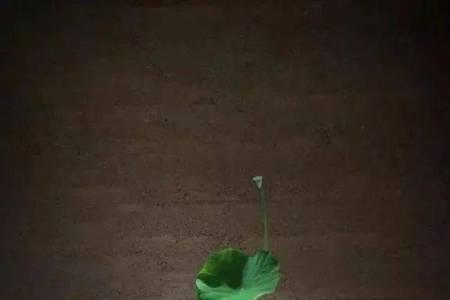 十句顶级禅意句子