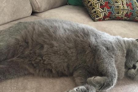 英短蓝猫肚子圆鼓鼓有问题么
