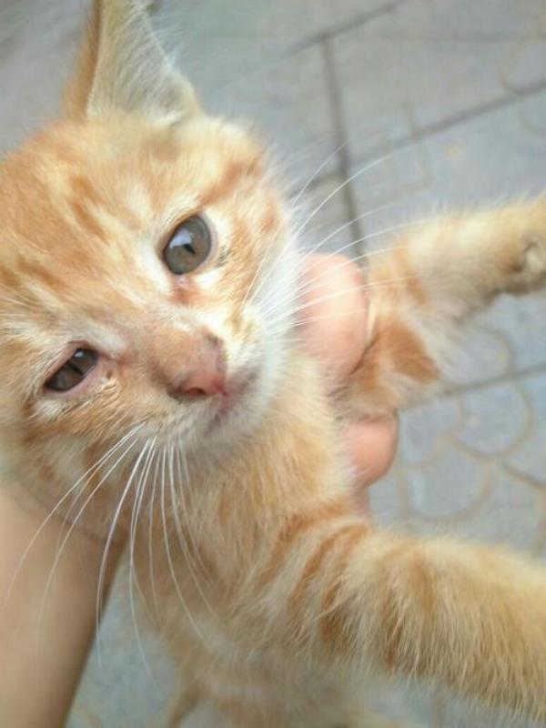 一个月大的小猫封眼是怎么回事