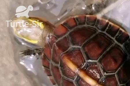 黄缘加温多少度合适