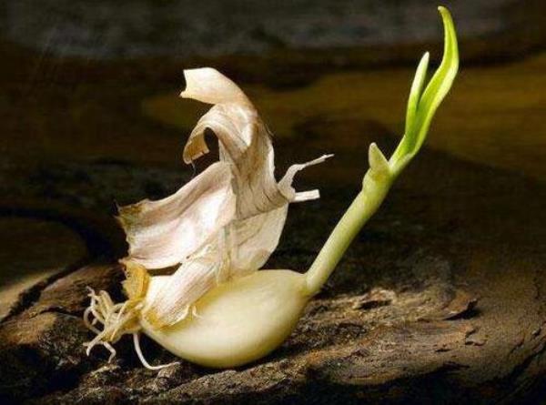 天气变暖陈蒜怎么没长芽