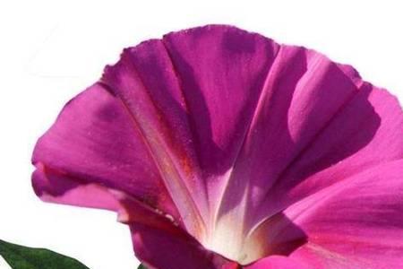 爬藤重瓣牵牛花的养殖方法