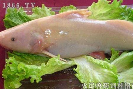 野生江团鱼怎么区分