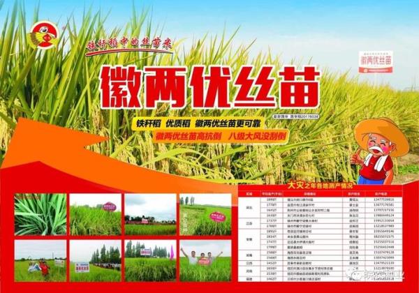 谷两优银丝稻种