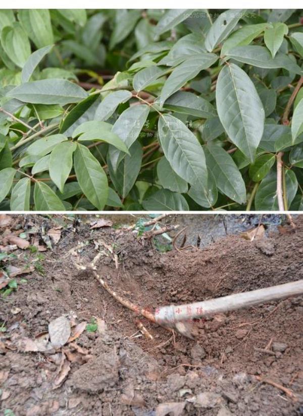 野生牛大力藤怎样辨认