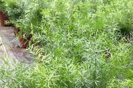 狐尾天门冬的产地
