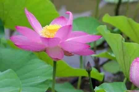 荷花不仅叶子美，而且