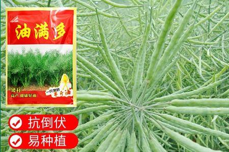 天府神油油菜种子介绍