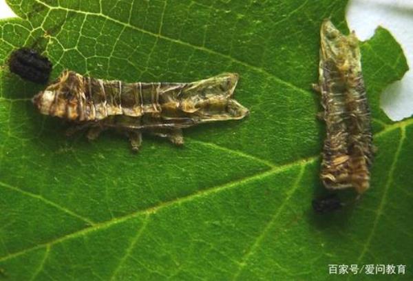 蚁蚕什么时候蜕皮