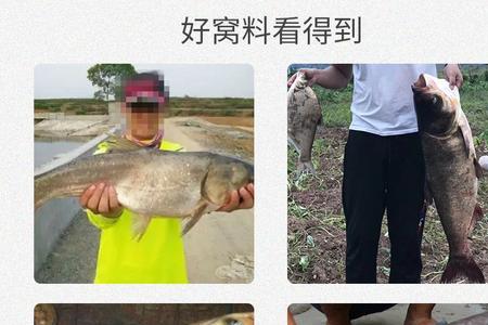 钓花白鲢用多长的鱼竿