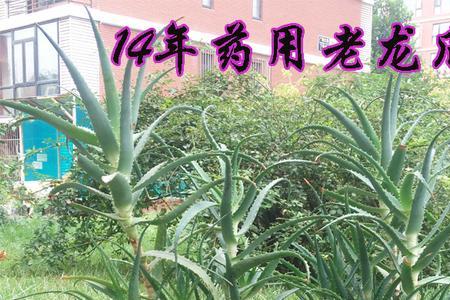 木立芦荟与龙爪芦荟区别