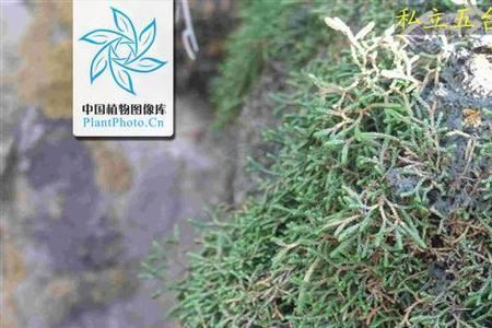 毛枝卷柏介绍