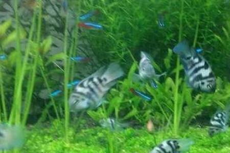 迷你鹦鹉鱼7天不喂食会饿死吗