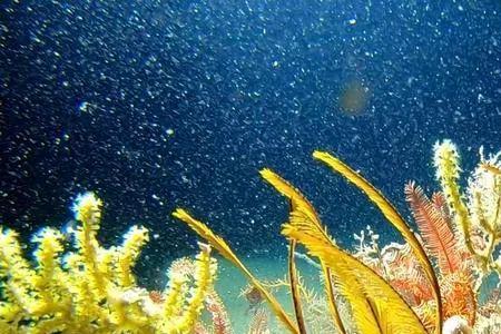 海底长着各种各样的珊瑚缩句