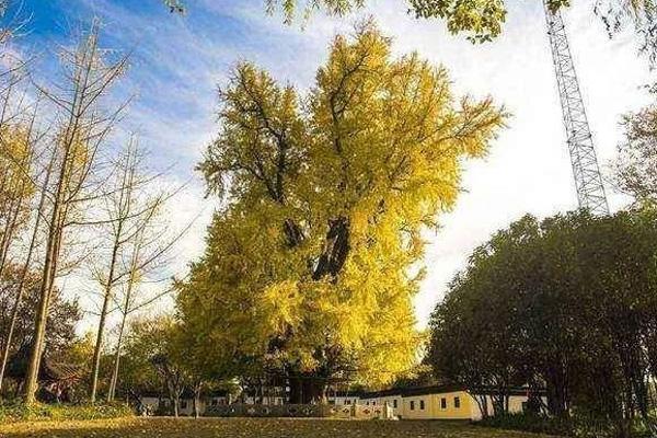 中华银杏园要门票吗