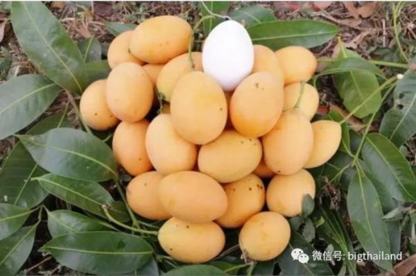 泰国枇杷芒开花时间