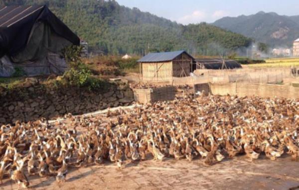 养多久才换蛋鸭
