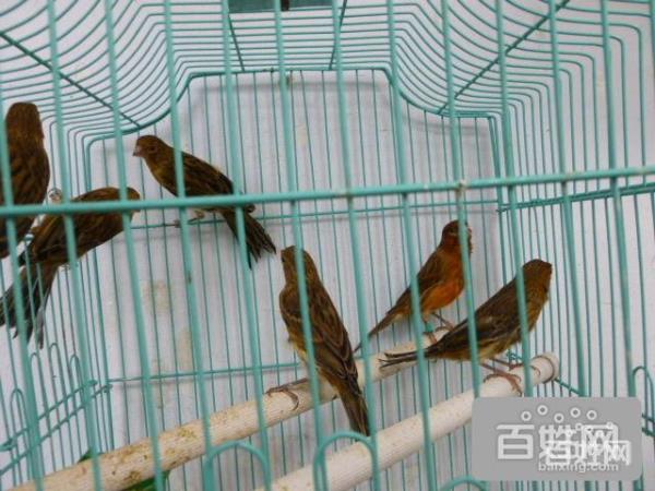 玉鸟繁殖前一个月如何饲养