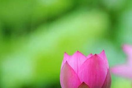 青莲花香什么意思