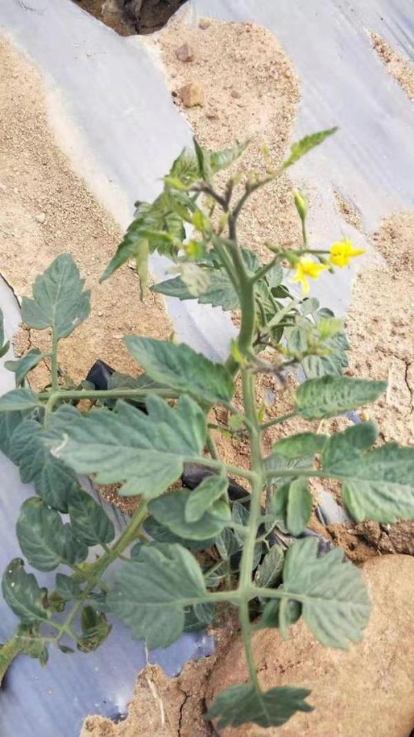 西红柿焦花是什么原因