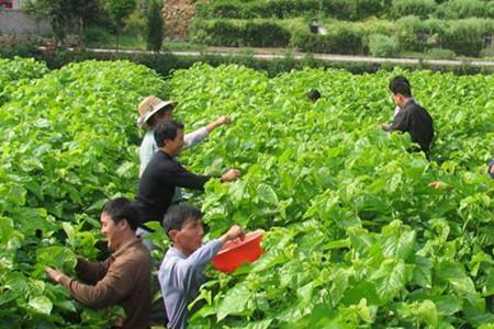 什么时间的桑叶最好