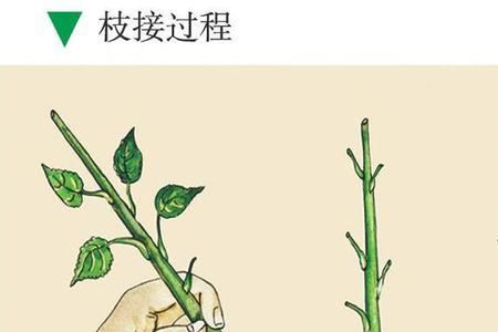 稼接是词语吗