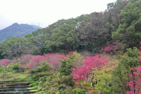 2022福州森林公园开放时间