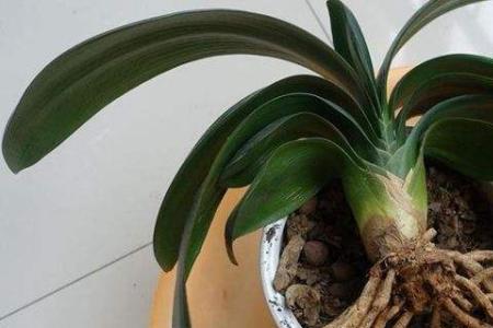 荀子烂根的救治方法
