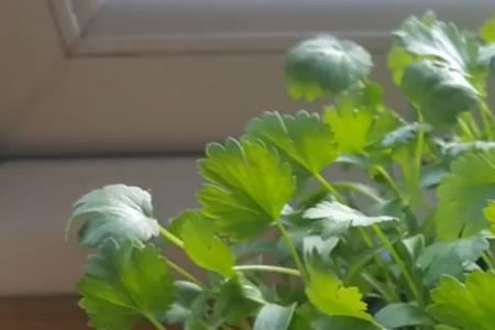 香芸怎么种植