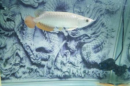 蝴蝶鲤缸里放螺行吗