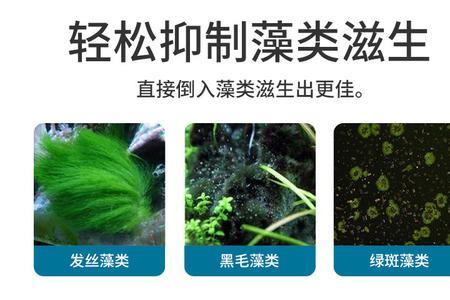 鱼缸中的绿藻对鱼有危害吗