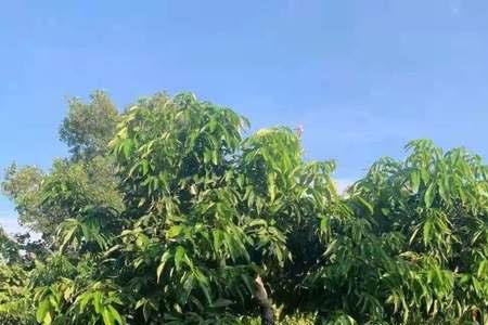 荔枝树一年能长多少公分
