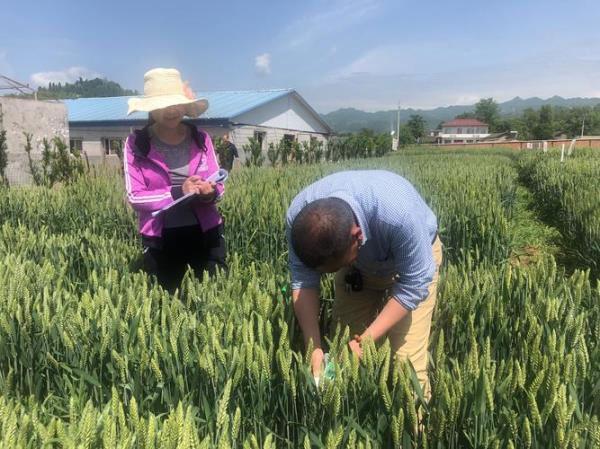 立治禾乳油能除去小麦田油菜吗