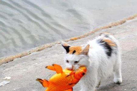 骑在鱼上的猫什么时候上映