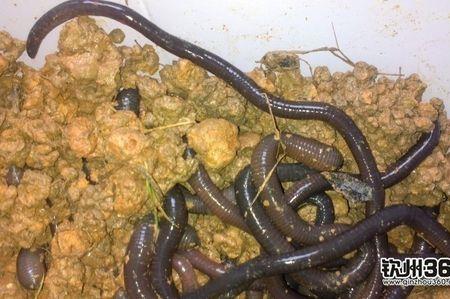 稀饭可以喂蚯蚓吗