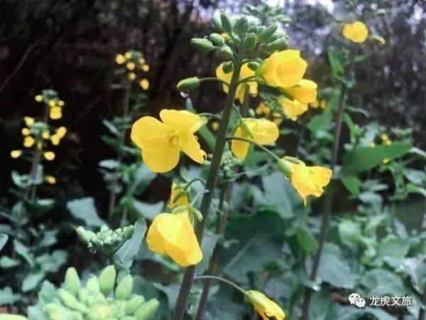 油菜能被分解成什么