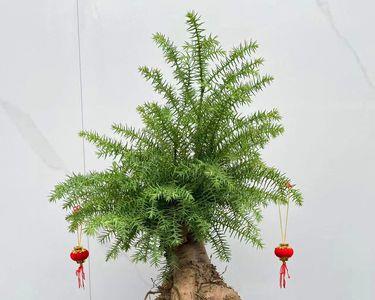 澳洲杉怎么养根