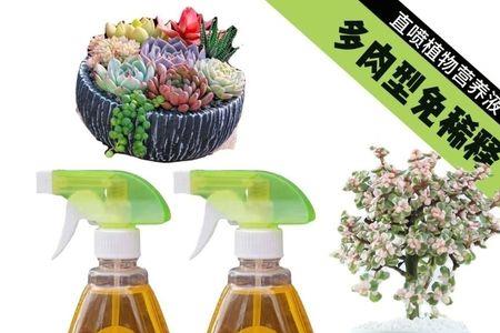 多肉种子发芽后可以用营养液吗