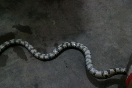 kbo是啥意思