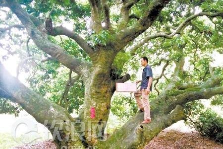 500棵荔枝树多大面积