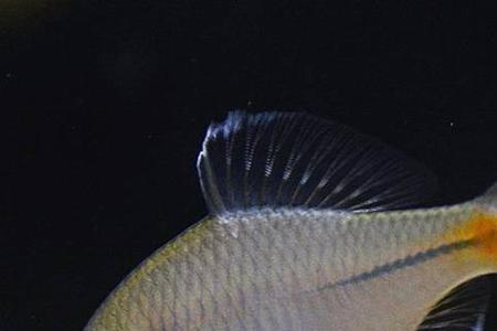 鳑鲏鱼卵颜色