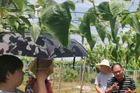罗汉果种植喷罐安装技术