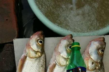 春季路亚翘嘴的最佳时期