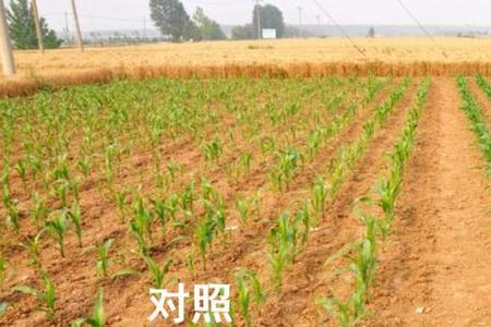 玉米种植时间和方法