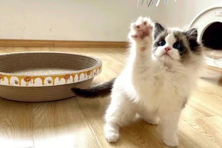 小熊和猫鼻子有啥区别