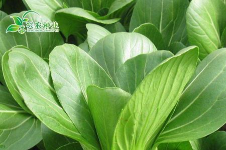 油菜十一片叶要控旺吗
