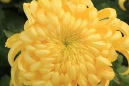 送菊花给男孩子代表什么意思