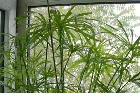 水竹冬天叶子干枯怎么办
