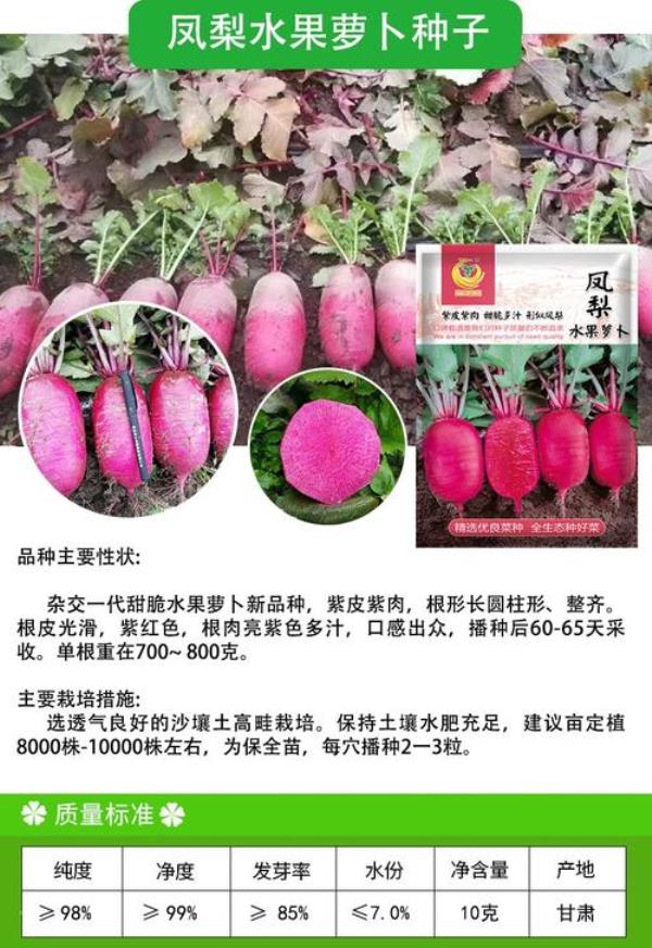 什么时候种紫凤梨萝卜