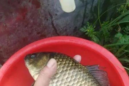 黄金大板鲫是因为水质不好么